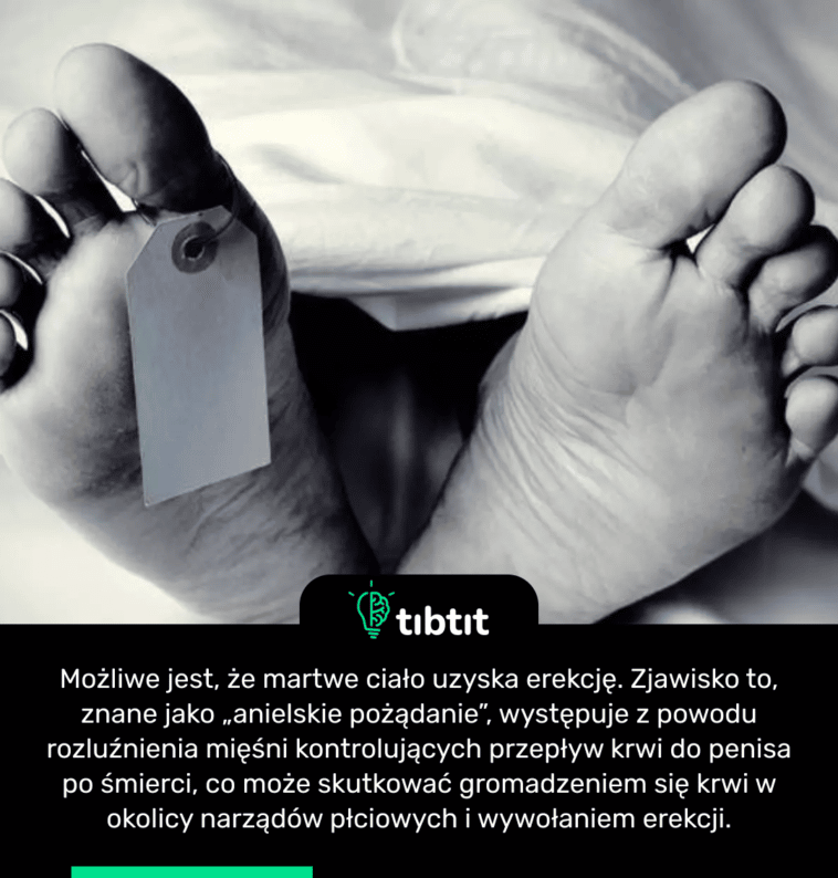 Możliwe jest, że martwe ciało uzyska erekcję. Zjawisko to, znane jako „anielskie pożądanie”, występuje z powodu rozluźnienia mięśni kontrolujących przepływ krwi do penisa po śmierci, co może skutkować gromadzeniem się krwi w okolicy narządów płciowych i wywołaniem erekcji.
