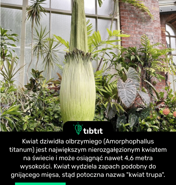 Kwiat dziwidła olbrzymiego (Amorphophallus titanum) jest największym nierozgałęzionym kwiatem na świecie i może osiągnąć nawet 4,6 metra wysokości. Kwiat wydziela zapach podobny do gnijącego mięsa, stąd potoczna nazwa "kwiat trupa".