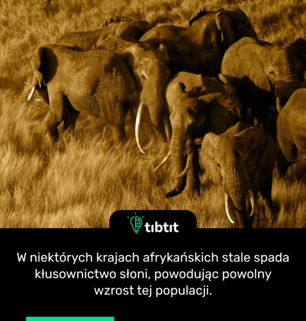 W niektórych krajach afrykańskich stale spada kłusownictwo słoni, powodując powolny wzrost tej populacji.