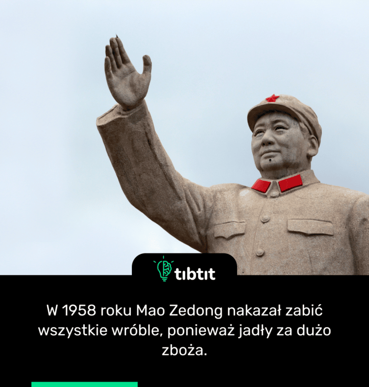 W 1958 roku Mao Zedong nakazał zabić wszystkie wróble, ponieważ jadły za dużo zboża.