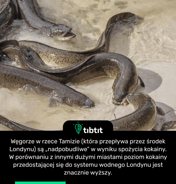 Węgorze w rzece Tamizie (która przepływa przez środek Londynu) są „nadpobudliwe” w wyniku spożycia kokainy. W porównaniu z innymi dużymi miastami poziom kokainy przedostającej się do systemu wodnego Londynu jest znacznie wyższy.