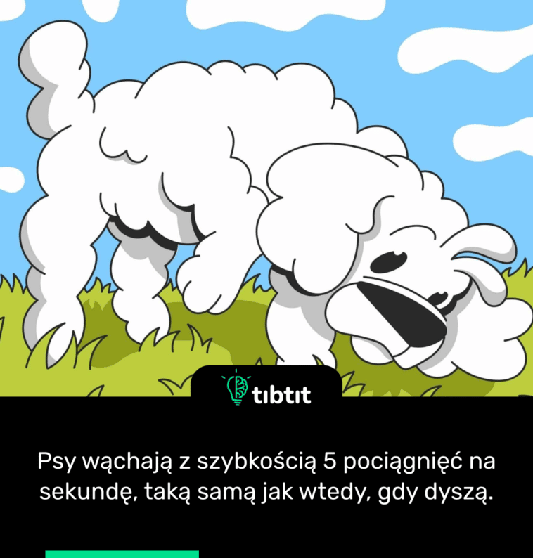 Psy wąchają z szybkością 5 pociągnięć na sekundę, taką samą jak wtedy, gdy dyszą.
