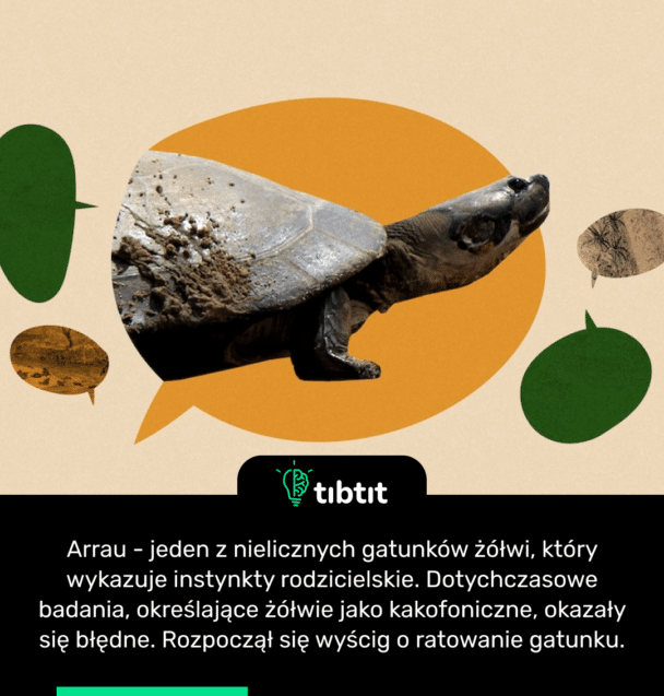 Arrau - jeden z nielicznych gatunków żółwi, który wykazuje instynkty rodzicielskie. Dotychczasowe badania, określające żółwie jako kakofoniczne, okazały się błędne. Rozpoczął się wyścig o ratowanie gatunku.