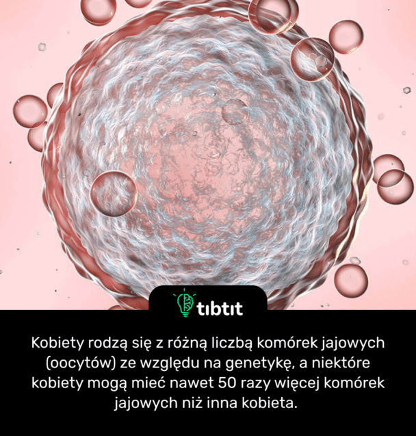 Kobiety rodzą się z różną liczbą komórek jajowych (oocytów) ze względu na genetykę, a niektóre kobiety mogą mieć nawet 50 razy więcej komórek jajowych niż inna kobieta.