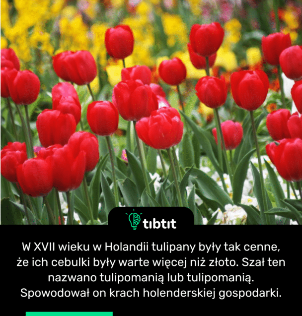 W XVII wieku w Holandii tulipany były tak cenne, że ich cebulki były warte więcej niż złoto. Szał ten nazwano tulipomanią lub tulipomanią. Spowodował on krach holenderskiej gospodarki.