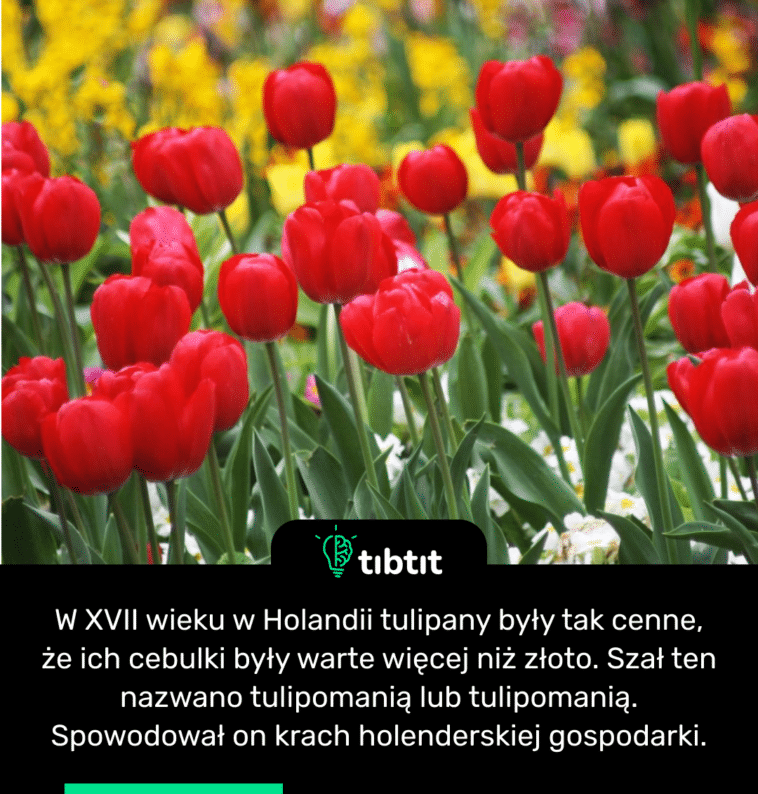 W XVII wieku w Holandii tulipany były tak cenne, że ich cebulki były warte więcej niż złoto. Szał ten nazwano tulipomanią lub tulipomanią. Spowodował on krach holenderskiej gospodarki.