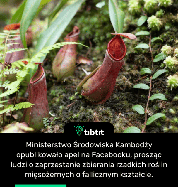 Ministerstwo Środowiska Kambodży opublikowało apel na Facebooku, prosząc ludzi o zaprzestanie zbierania rzadkich roślin mięsożernych o fallicznym kształcie.