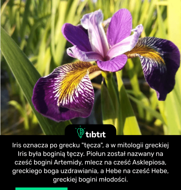 Iris oznacza po grecku "tęcza", a w mitologii greckiej Iris była boginią tęczy. Piołun został nazwany na cześć bogini Artemidy, mlecz na cześć Asklepiosa, greckiego boga uzdrawiania, a Hebe na cześć Hebe, greckiej bogini młodości.