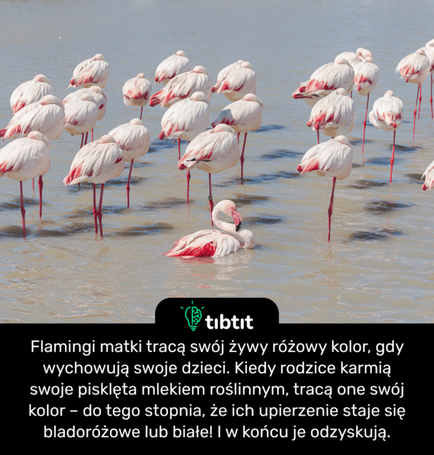 Flamingi matki tracą swój żywy różowy kolor, gdy wychowują swoje dzieci. Kiedy rodzice karmią swoje pisklęta mlekiem roślinnym, tracą one swój kolor – do tego stopnia, że ​​ich upierzenie staje się bladoróżowe lub białe! I w końcu je odzyskują.