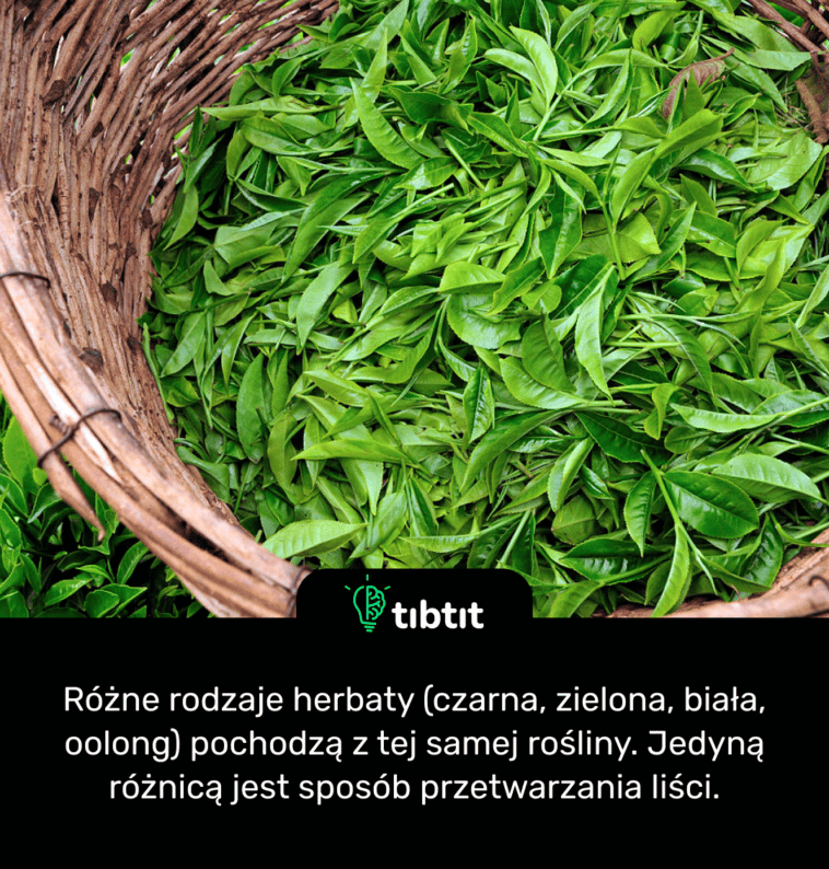 Różne rodzaje herbaty (czarna, zielona, biała, oolong) pochodzą z tej samej rośliny. Jedyną różnicą jest sposób przetwarzania liści.