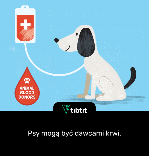 Psy mogą być dawcami krwi.
