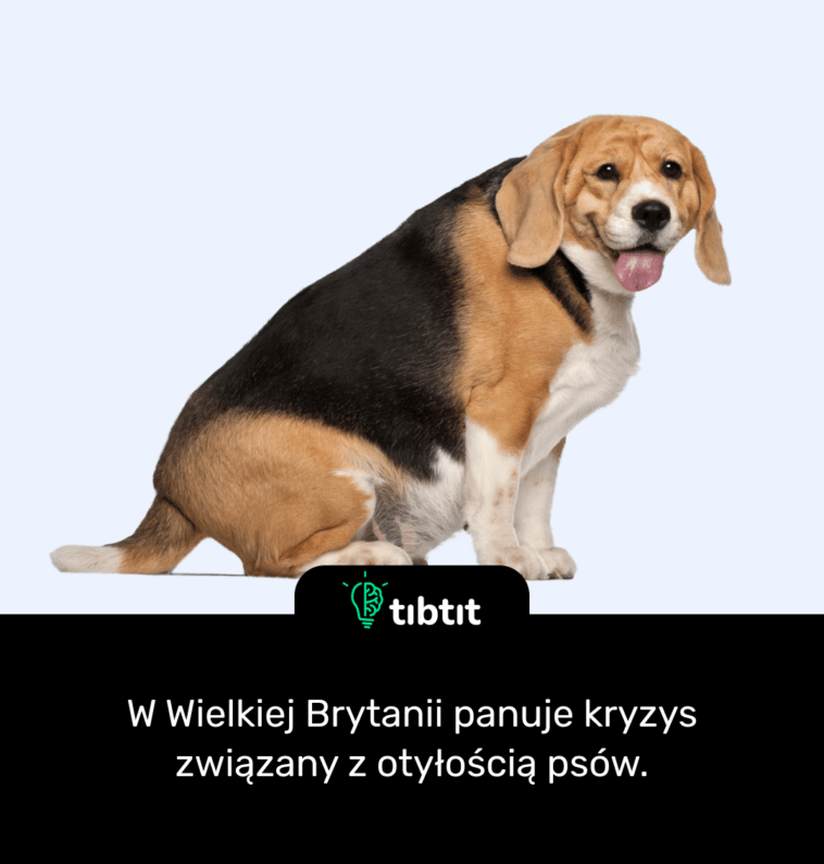 W Wielkiej Brytanii panuje kryzys związany z otyłością psów.