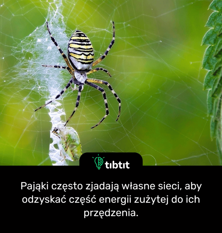 Pająki często zjadają własne sieci, aby odzyskać część energii zużytej do ich przędzenia.