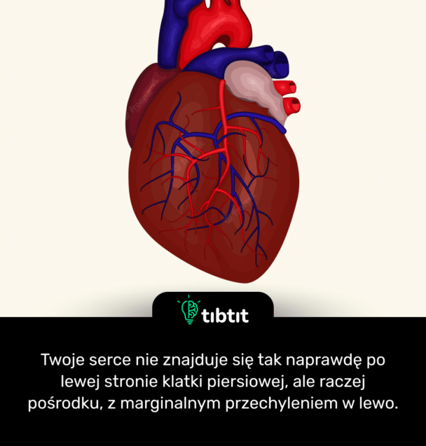 Twoje serce nie znajduje się tak naprawdę po lewej stronie klatki piersiowej, ale raczej pośrodku, z marginalnym przechyleniem w lewo.