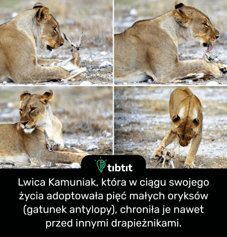 Lwica Kamuniak, która w ciągu swojego życia adoptowała pięć małych oryksów (gatunek antylopy), chroniła je nawet przed innymi drapieżnikami.