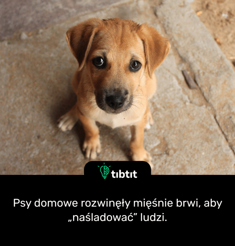 Psy domowe rozwinęły mięśnie brwi, aby „naśladować” ludzi.