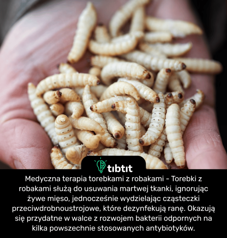 Medyczna terapia torebkami z robakami - Torebki z robakami służą do usuwania martwej tkanki, ignorując żywe mięso, jednocześnie wydzielając cząsteczki przeciwdrobnoustrojowe, które dezynfekują ranę. Okazują się przydatne w walce z rozwojem bakterii odpornych na kilka powszechnie stosowanych antybiotyków.