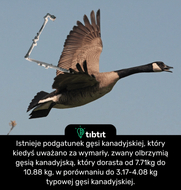 Istnieje podgatunek gęsi kanadyjskiej, który kiedyś uważano za wymarły, zwany olbrzymią gęsią kanadyjską, który dorasta od 7.71kg do 10.88 kg, w porównaniu do 3.17-4.08 kg typowej gęsi kanadyjskiej.