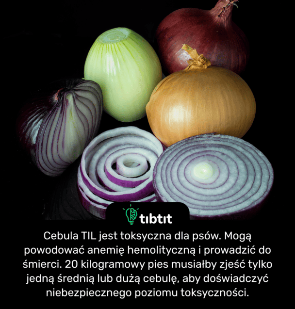 Cebula TIL jest toksyczna dla psów. Mogą powodować anemię hemolityczną i prowadzić do śmierci. 20 kilogramowy pies musiałby zjeść tylko jedną średnią lub dużą cebulę, aby doświadczyć niebezpiecznego poziomu toksyczności.