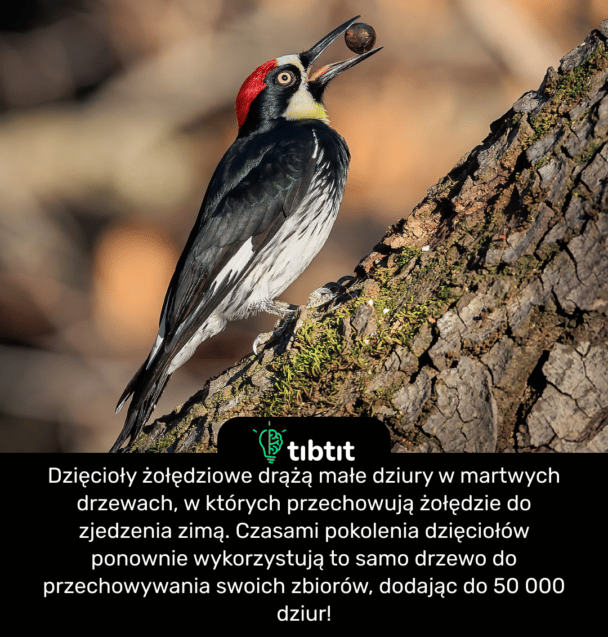 Dzięcioły żołędziowe drążą małe dziury w martwych drzewach, w których przechowują żołędzie do zjedzenia zimą. Czasami pokolenia dzięciołów ponownie wykorzystują to samo drzewo do przechowywania swoich zbiorów, dodając do 50 000 dziur!