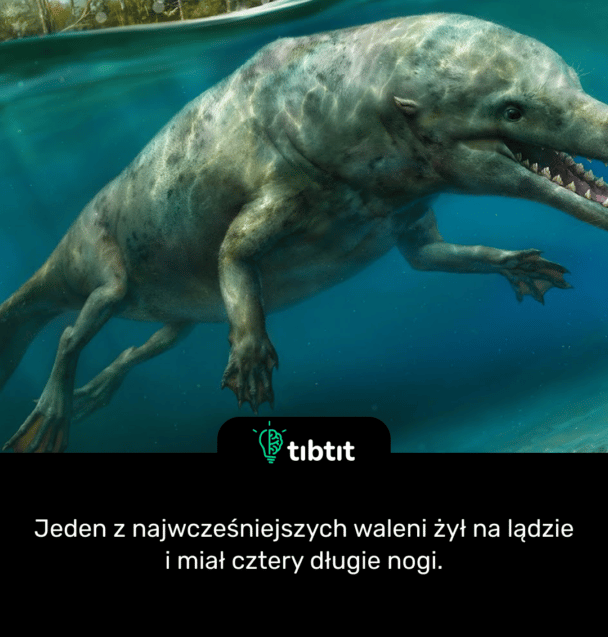 Jeden z najwcześniejszych waleni żył na lądzie i miał cztery długie nogi.