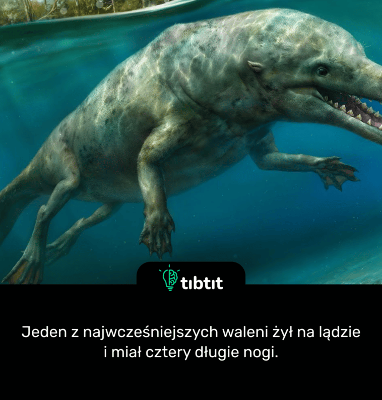 Jeden z najwcześniejszych waleni żył na lądzie i miał cztery długie nogi.