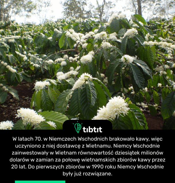 W latach 70. w Niemczech Wschodnich brakowało kawy, więc uczyniono z niej dostawcę z Wietnamu. Niemcy Wschodnie zainwestowały w Wietnam równowartość dziesiątek milionów dolarów w zamian za połowę wietnamskich zbiorów kawy przez 20 lat. Do pierwszych zbiorów w 1990 roku Niemcy Wschodnie były już rozwiązane.