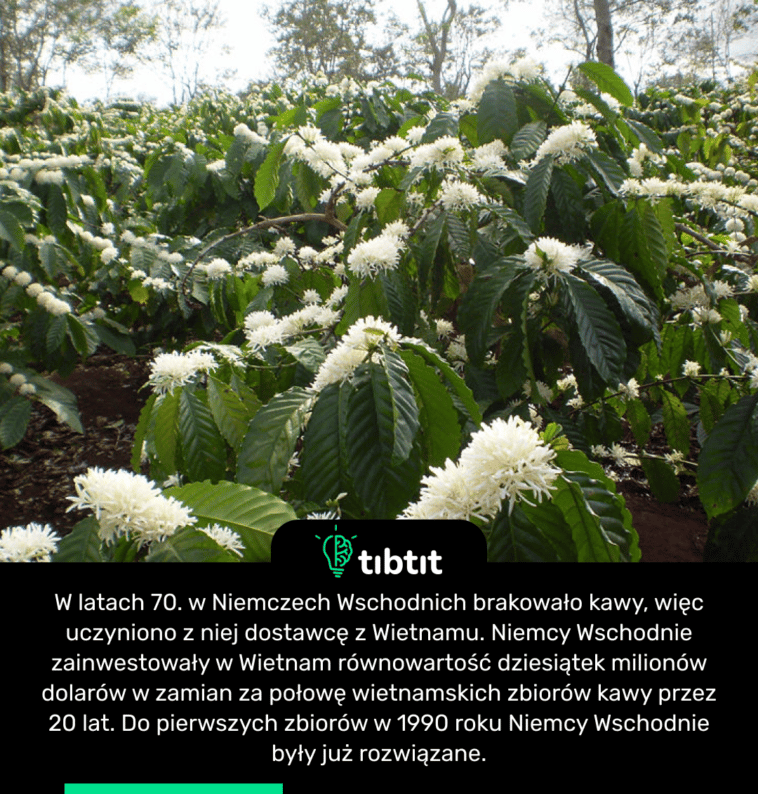W latach 70. w Niemczech Wschodnich brakowało kawy, więc uczyniono z niej dostawcę z Wietnamu. Niemcy Wschodnie zainwestowały w Wietnam równowartość dziesiątek milionów dolarów w zamian za połowę wietnamskich zbiorów kawy przez 20 lat. Do pierwszych zbiorów w 1990 roku Niemcy Wschodnie były już rozwiązane.