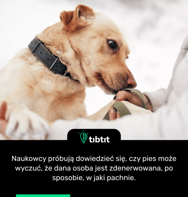 Naukowcy próbują dowiedzieć się, czy pies może wyczuć, że dana osoba jest zdenerwowana, po sposobie, w jaki pachnie.