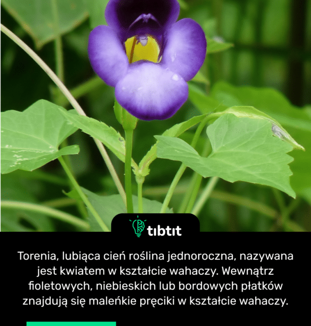 Torenia, lubiąca cień roślina jednoroczna, nazywana jest kwiatem w kształcie wahaczy. Wewnątrz fioletowych, niebieskich lub bordowych płatków znajdują się maleńkie pręciki w kształcie wahaczy.
