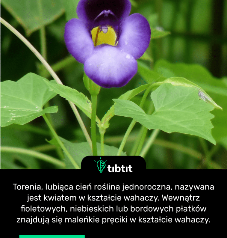 Torenia, lubiąca cień roślina jednoroczna, nazywana jest kwiatem w kształcie wahaczy. Wewnątrz fioletowych, niebieskich lub bordowych płatków znajdują się maleńkie pręciki w kształcie wahaczy.