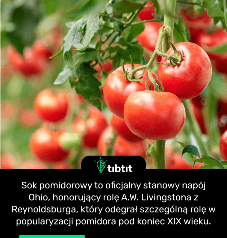 Sok pomidorowy to oficjalny stanowy napój Ohio, honorujący rolę A.W. Livingstona z Reynoldsburga, który odegrał szczególną rolę w popularyzacji pomidora pod koniec XIX wieku.