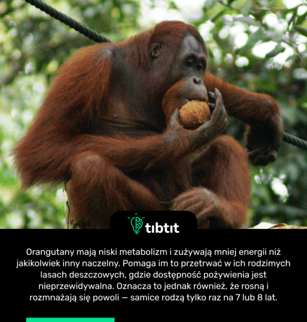 Orangutany mają niski metabolizm i zużywają mniej energii niż jakikolwiek inny naczelny. Pomaga im to przetrwać w ich rodzimych lasach deszczowych, gdzie dostępność pożywienia jest nieprzewidywalna. Oznacza to jednak również, że rosną i rozmnażają się powoli — samice rodzą tylko raz na 7 lub 8 lat.