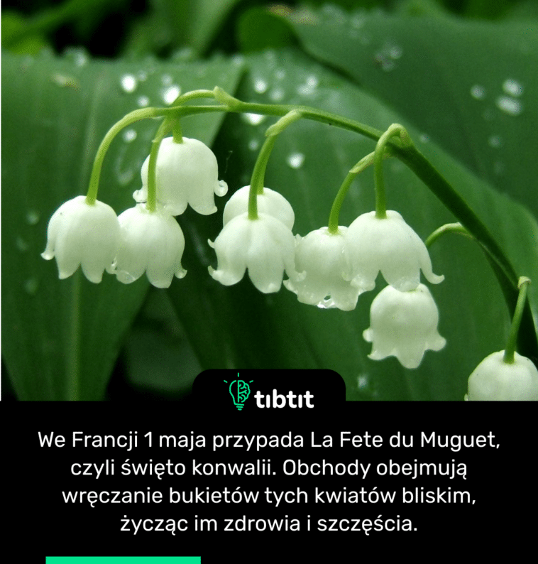 We Francji 1 maja przypada La Fete du Muguet, czyli święto konwalii. Obchody obejmują wręczanie bukietów tych kwiatów bliskim, życząc im zdrowia i szczęścia.
