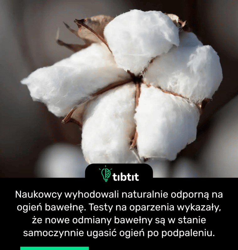 Naukowcy wyhodowali naturalnie odporną na ogień bawełnę. Testy na oparzenia wykazały, że nowe odmiany bawełny są w stanie samoczynnie ugasić ogień po podpaleniu.