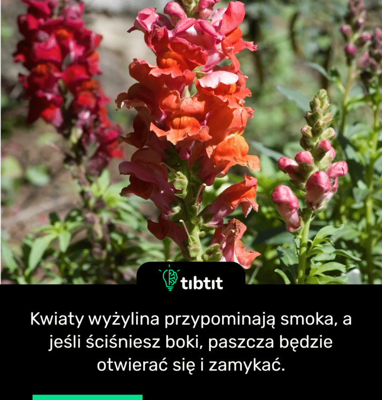 Kwiaty wyżylina przypominają smoka, a jeśli ściśniesz boki, paszcza będzie otwierać się i zamykać.