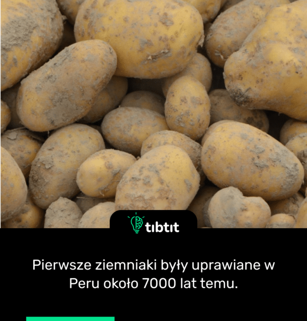 Pierwsze ziemniaki były uprawiane w Peru około 7000 lat temu.
