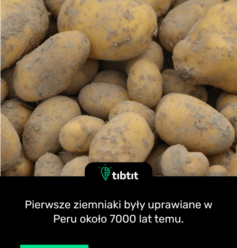 Pierwsze ziemniaki były uprawiane w Peru około 7000 lat temu.