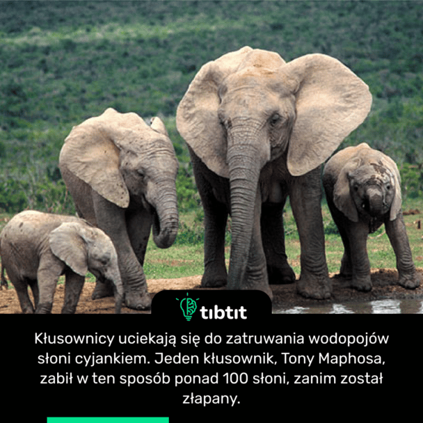 Kłusownicy uciekają się do zatruwania wodopojów słoni cyjankiem. Jeden kłusownik, Tony Maphosa, zabił w ten sposób ponad 100 słoni, zanim został złapany.