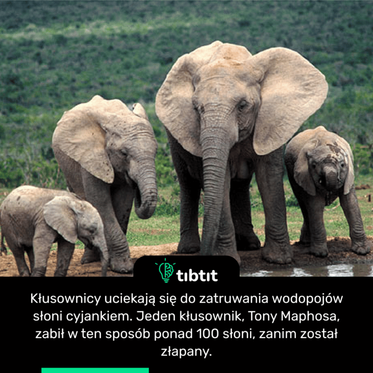 Kłusownicy uciekają się do zatruwania wodopojów słoni cyjankiem. Jeden kłusownik, Tony Maphosa, zabił w ten sposób ponad 100 słoni, zanim został złapany.