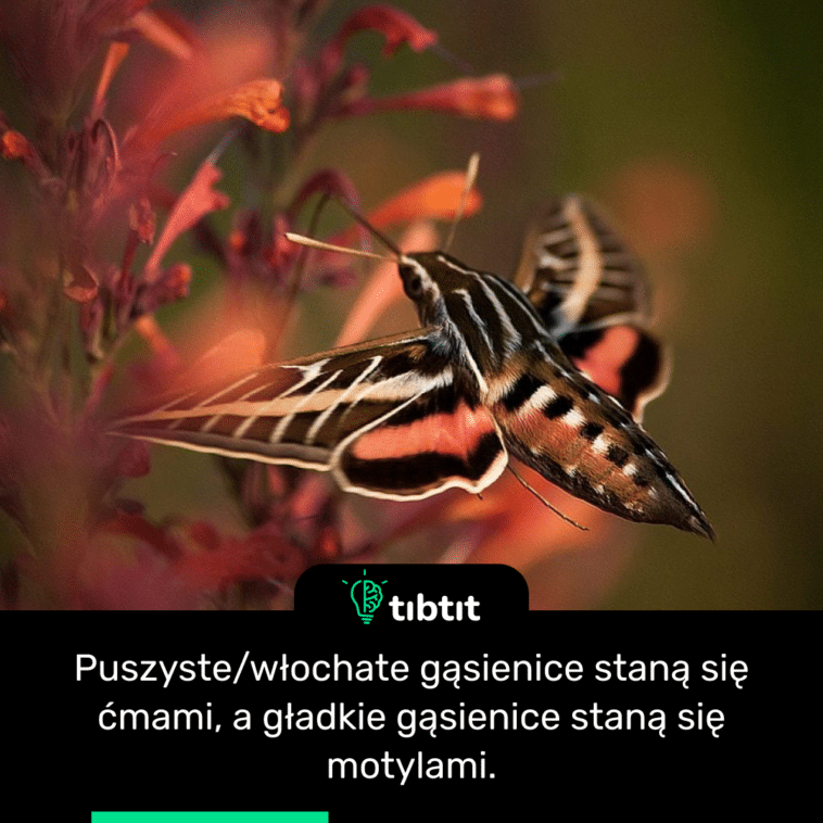 Puszyste/włochate gąsienice staną się ćmami, a gładkie gąsienice staną się motylami.