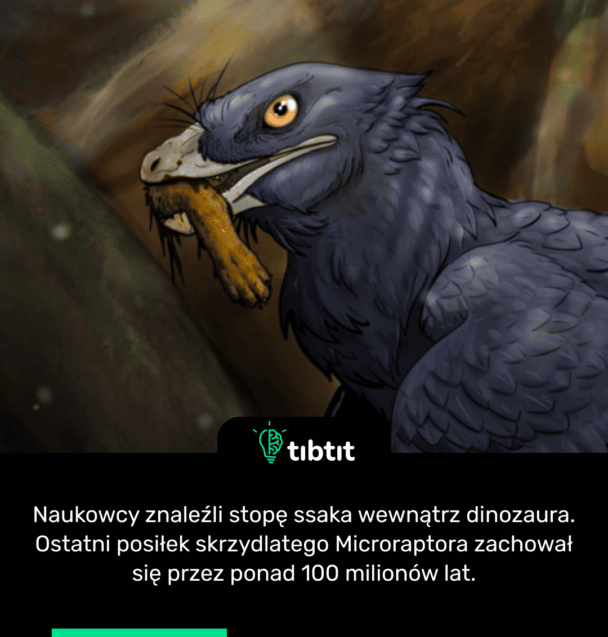 Naukowcy znaleźli stopę ssaka wewnątrz dinozaura. Ostatni posiłek skrzydlatego Microraptora zachował się przez ponad 100 milionów lat.