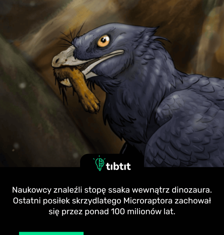 Naukowcy znaleźli stopę ssaka wewnątrz dinozaura. Ostatni posiłek skrzydlatego Microraptora zachował się przez ponad 100 milionów lat.