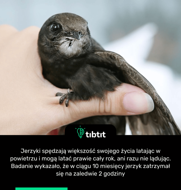 Jerzyki spędzają większość swojego życia latając w powietrzu i mogą latać prawie cały rok, ani razu nie lądując. Badanie wykazało, że w ciągu 10 miesięcy jerzyk zatrzymał się na zaledwie 2 godziny