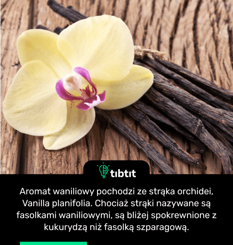Aromat waniliowy pochodzi ze strąka orchidei, Vanilla planifolia. Chociaż strąki nazywane są fasolkami waniliowymi, są bliżej spokrewnione z kukurydzą niż fasolką szparagową.