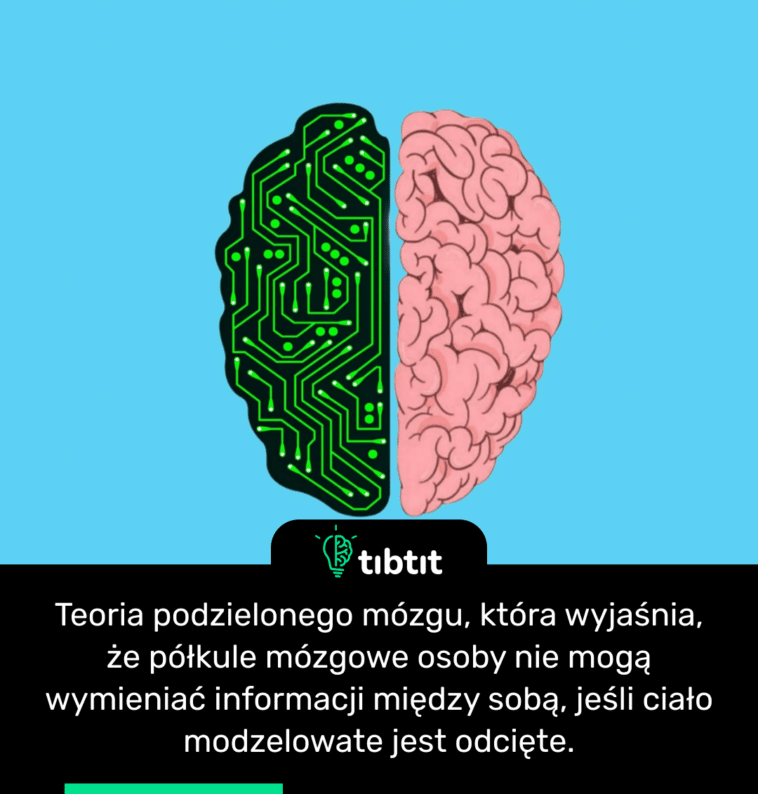 Teoria podzielonego mózgu, która wyjaśnia, że półkule mózgowe osoby nie mogą wymieniać informacji między sobą, jeśli ciało modzelowate jest odcięte.