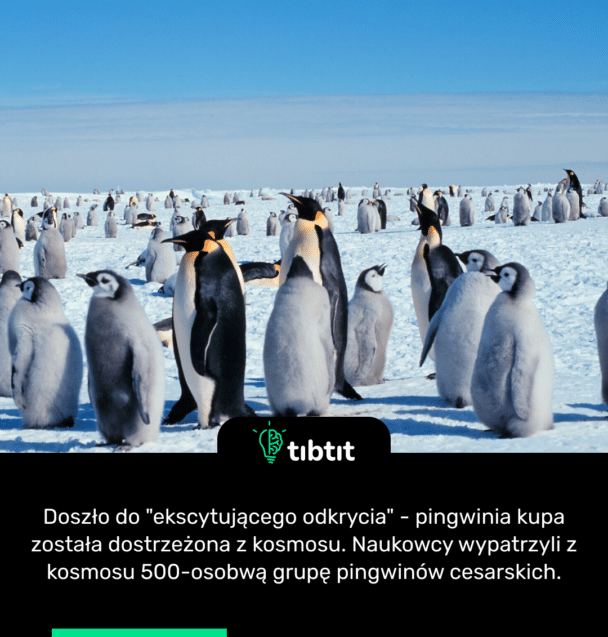 Doszło do "ekscytującego odkrycia" - pingwinia kupa została dostrzeżona z kosmosu. Naukowcy wypatrzyli z kosmosu 500-osobwą grupę pingwinów cesarskich.