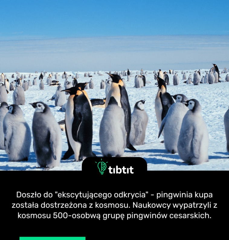 Doszło do "ekscytującego odkrycia" - pingwinia kupa została dostrzeżona z kosmosu. Naukowcy wypatrzyli z kosmosu 500-osobwą grupę pingwinów cesarskich.