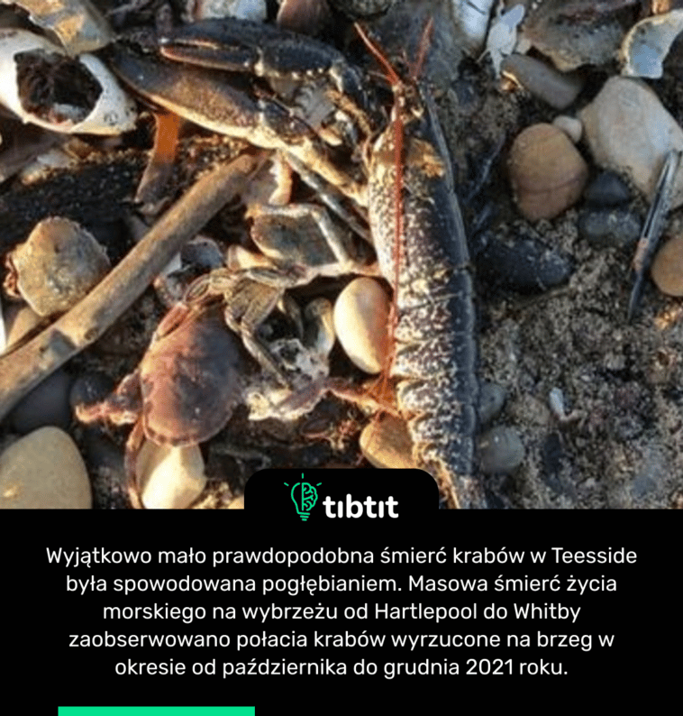 Wyjątkowo mało prawdopodobna śmierć krabów w Teesside była spowodowana pogłębianiem. Masowa śmierć życia morskiego na wybrzeżu od Hartlepool do Whitby zaobserwowano połacia krabów wyrzucone na brzeg w okresie od października do grudnia 2021 roku.