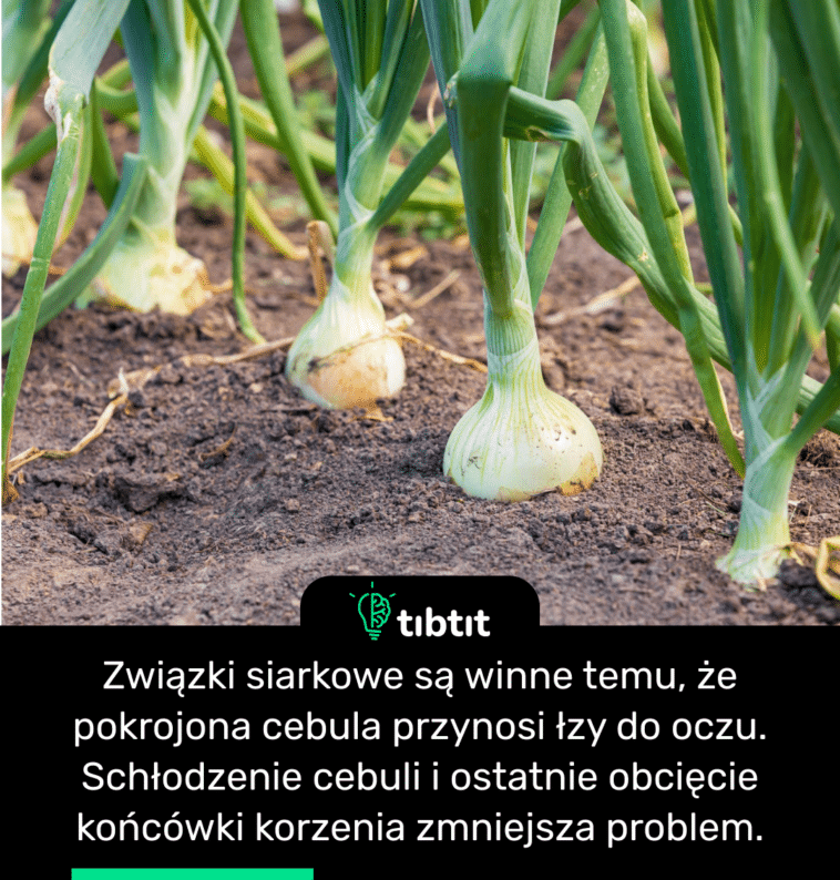 Związki siarkowe są winne temu, że pokrojona cebula przynosi łzy do oczu. Schłodzenie cebuli i ostatnie obcięcie końcówki korzenia zmniejsza problem.